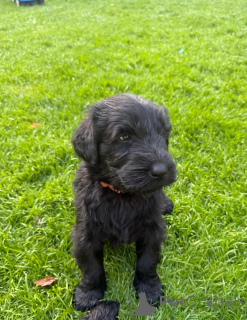 Photo №1. schnauzer géant - à vendre en ville de OSLO | 484€ | Annonce №171867