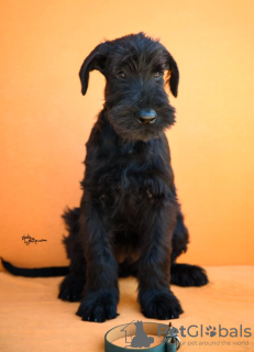 Photos supplémentaires: Chiots Schnauzer Géant