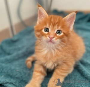 Photos supplémentaires: De mignons et adorables chatons Maine coon en bonne santé sont maintenant