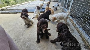Photo №3. Chiots Lagotto Romagnolo. Serbie