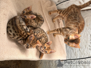 Photo №2 de l'annonce № 124019 de la vente bengal - acheter à Allemagne annonce privée