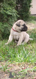 Photos supplémentaires: Chiots Bullmastiff