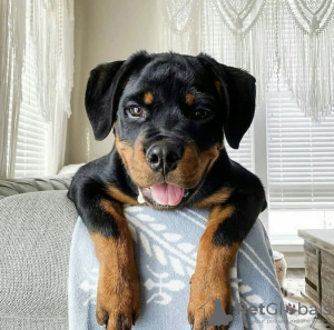 Photo №1. rottweiler - à vendre en ville de Abu Dhabi | négocié | Annonce №47274