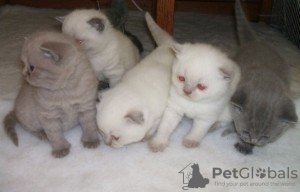 Photo №1. scottish fold - à vendre en ville de Дюрбюи | Gratuit | Annonce № 127843