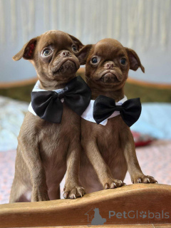 Photo №1. griffon bruxellois - à vendre en ville de Sabor | 1500€ | Annonce №148226