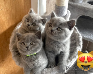 Photo №1. british shorthair - à vendre en ville de Copenvague | 400€ | Annonce № 170248