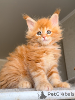Photo №1. maine coon - à vendre en ville de 'S-Hertogenbosch | 550€ | Annonce № 157771