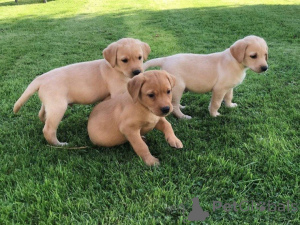 Photo №1. labrador retriever - à vendre en ville de Bayerbach Bei Ergoldsbach | négocié | Annonce №169594