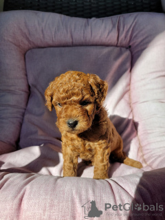 Photo №1. labradoodle - à vendre en ville de Berlin | Gratuit | Annonce №126163