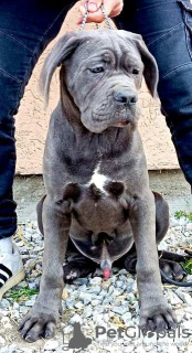 Photos supplémentaires: Chiots Cane Corso