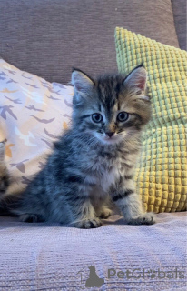 Photo №3. Chatons sibériens mâles et femelles très mignons. Pays Bas