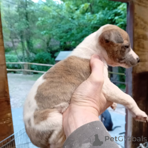 Photo №1. lévrier whippet - à vendre en ville de Bruxelles | négocié | Annonce №169340