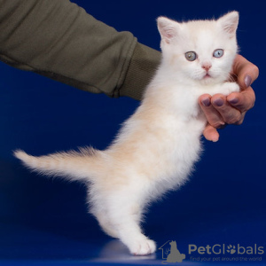 Photo №1. munchkin - à vendre en ville de Bruxelles | négocié | Annonce № 118453