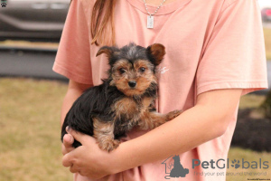 Photo №2 de l'annonce № 44765 de la vente yorkshire terrier - acheter à Allemagne 