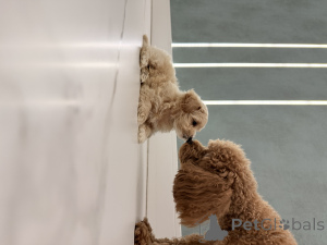 Photo №1. maltipu - à vendre en ville de Kharkov | 791€ | Annonce №146977