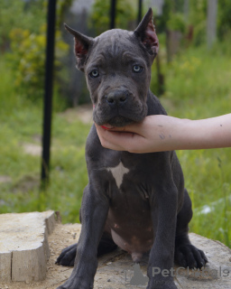 Photo №4. Je vais vendre cane corso en ville de Лида. annonce privée, de la fourrière, éleveur - prix - 532€