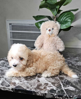 Photo №3. Chiots maltipoo ludiques et doux. Allemagne