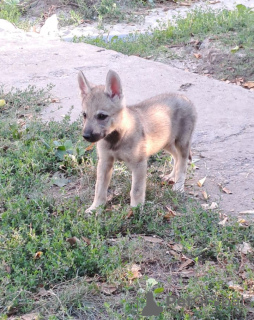 Photo №3. Chiots chiens-loups tchécoslovaques. Serbie