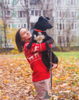 Photo №2 de l'annonce № 82807 de la vente chien bâtard - acheter à Fédération de Russie annonce privée