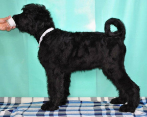 Photos supplémentaires: Chiots à vendre Russian Black Terrier.