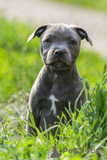 Photos supplémentaires: Filles American Staffordshire Bull Terrier