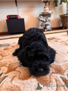 Photo №3. Les chiots de caniche sont vendus. Fédération de Russie