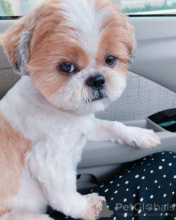 Photo №1. shih tzu - à vendre en ville de Stockholm | négocié | Annonce №30084