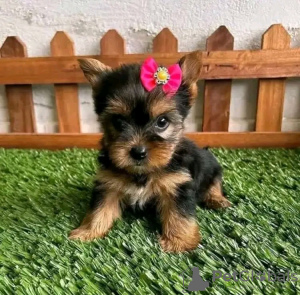 Photo №1. yorkshire terrier - à vendre en ville de Ohio City | négocié | Annonce №123113