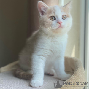 Photo №4. Je vais vendre british shorthair en ville de Pärnu. éleveur - prix - 580€