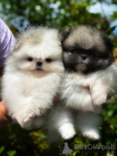 Photo №1. spitz nain - à vendre en ville de Varsovie | Gratuit | Annonce №164056