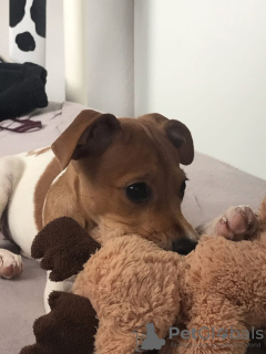 Photo №1. jack russell terrier - à vendre en ville de Berlin | 800€ | Annonce №11982