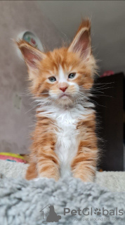 Photo №4. Je vais vendre maine coon en ville de Wolverhampton. annonce privée - prix - 400€