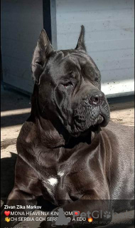 Photos supplémentaires: Chiots Cane Corso