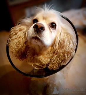 Photo №4. Je vais vendre cocker américain en ville de Rivière moscou. annonce privée - prix - Gratuit