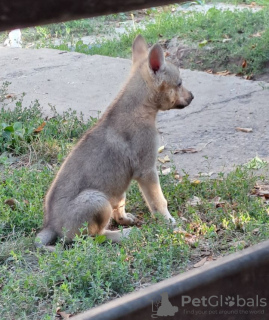 Photo №2 de l'annonce № 114163 de la vente chien-loup tchécoslovaque - acheter à Serbie éleveur