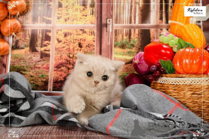 Photo №4. Je vais vendre british shorthair en ville de Berlin. éleveur - prix - négocié