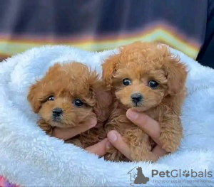 Photo №3. Beaux chiots caniche Business WhatsApp 37256062792. La finlande