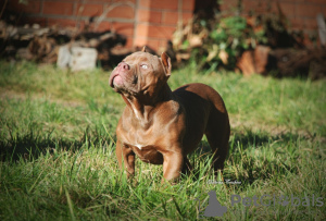 Photo №2 de l'annonce № 121593 de la vente american bully - acheter à Fédération de Russie de la fourrière