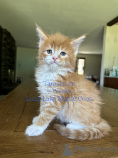 Photo №2 de l'annonce № 135771 de la vente maine coon - acheter à Allemagne 