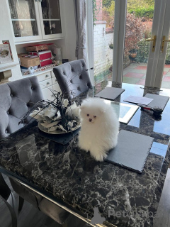 Photo №2 de l'annonce № 166624 de la vente spitz nain - acheter à Allemagne annonce privée