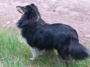 Photo №3. Belle sheltie chiot garçon. République Tchèque