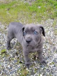 Photo №3. Cane Corso-puppy's te koop. Pays Bas