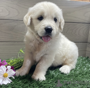 Photo №1. golden retriever - à vendre en ville de Munich | 1000€ | Annonce №103842