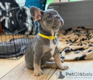 Photo №1. bouledogue - à vendre en ville de Штутгарт | Gratuit | Annonce №129618