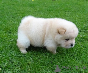 Photo №4. Je vais vendre chow-chow en ville de Caverne.  - prix - 500€