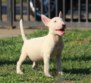 Photo №2 de l'annonce № 59424 de la vente bull terrier - acheter à Serbie éleveur