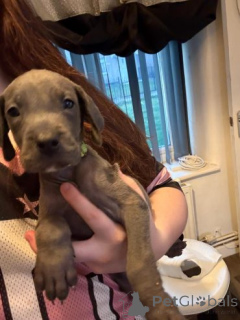 Photo №1. dogue allemand - à vendre en ville de Dovilai | négocié | Annonce №159875