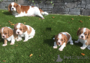 Photo №1. cavalier king charles spaniel - à vendre en ville de Vilkavishkis | négocié | Annonce №159859