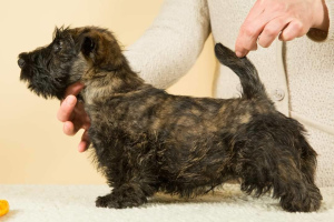 Photos supplémentaires: Deux merveilleux garçons terrier écossais