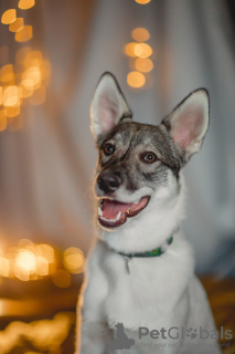 Photo №2 de l'annonce № 126103 de la vente chien bâtard - acheter à Fédération de Russie annonce privée